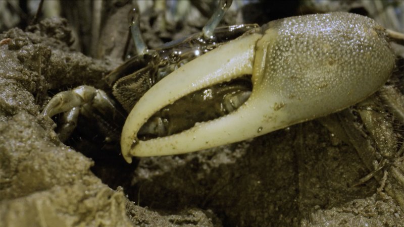 The flute crabs are migrating north to cooler waters